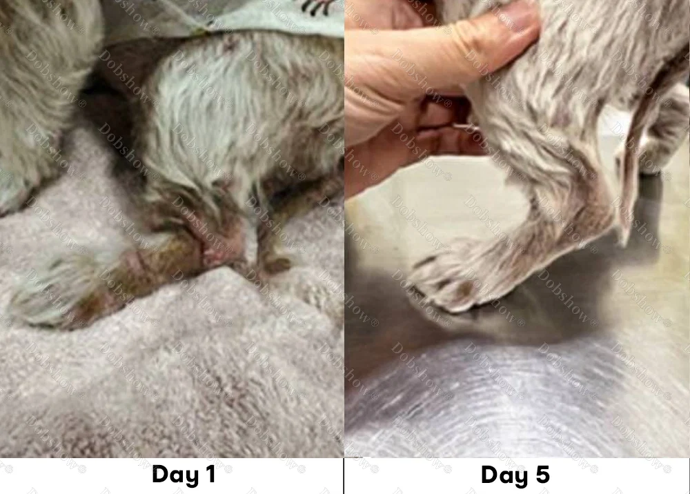 LIMETOW® Pet Skin Care Spray