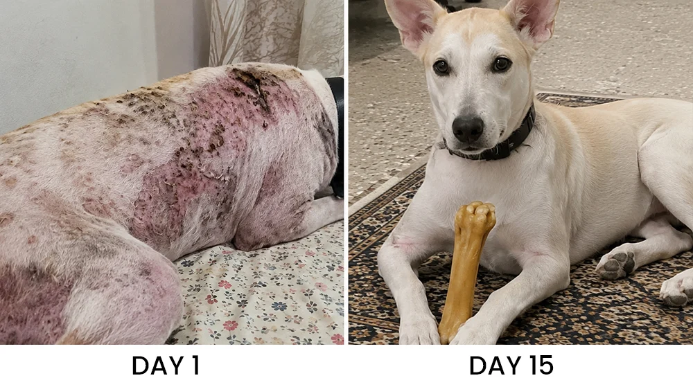 LIMETOW® Pet Skin Care Spray