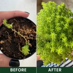 LIMETOW® Universal Plant Nutrient Solution
