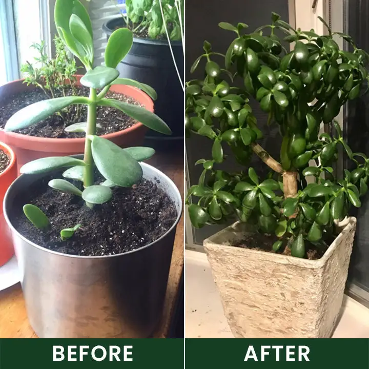 LIMETOW® Universal Plant Nutrient Solution