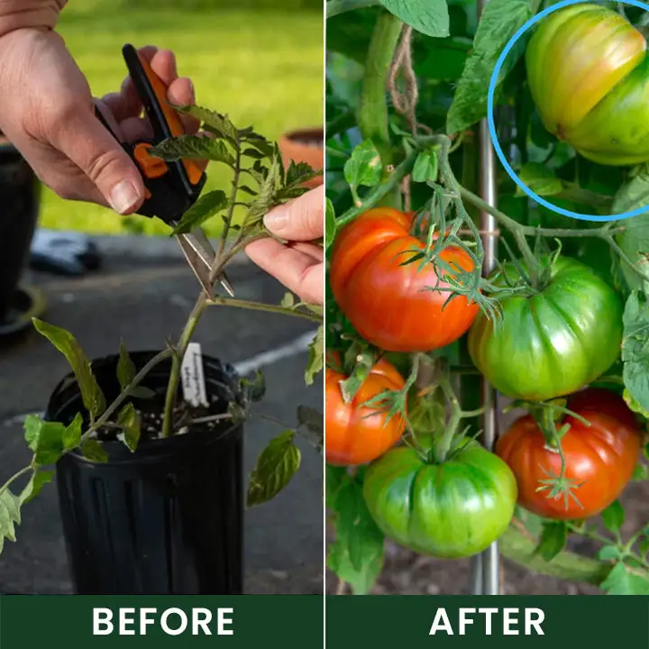 LIMETOW® Universal Plant Nutrient Solution