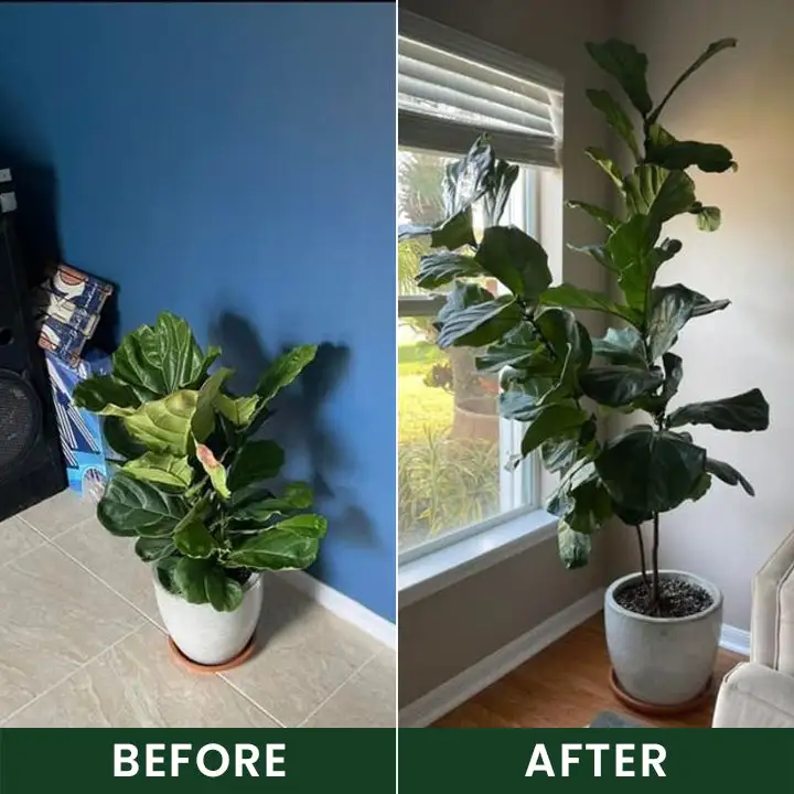 LIMETOW® Universal Plant Nutrient Solution